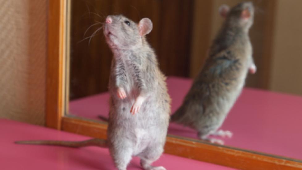 Easy Tricks to Teach to Your Pet Rat PetMD